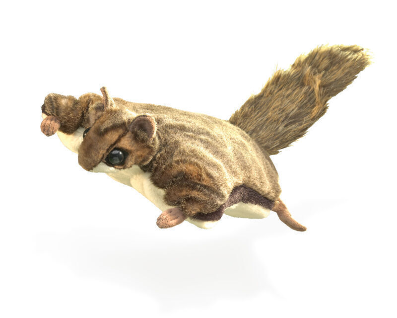 Sugar Glider (Flying Squirrel)
