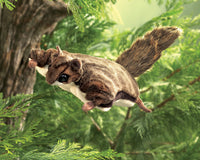Sugar Glider (Flying Squirrel)